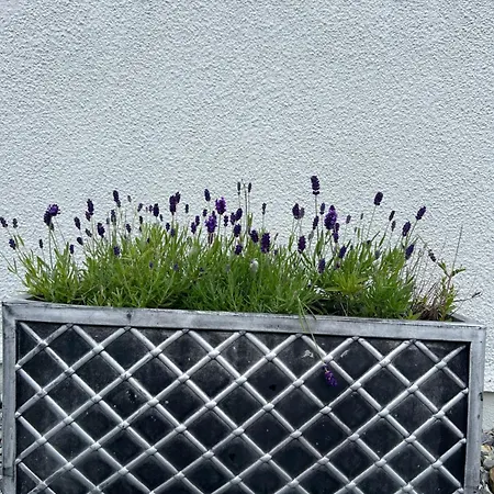 Dom wakacyjny Mary's Seaview Clifden *